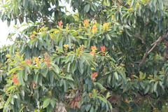 Byrsonima crassifolia